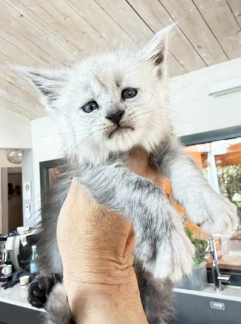 Bella Chatterie MAKATEA Maine Coon