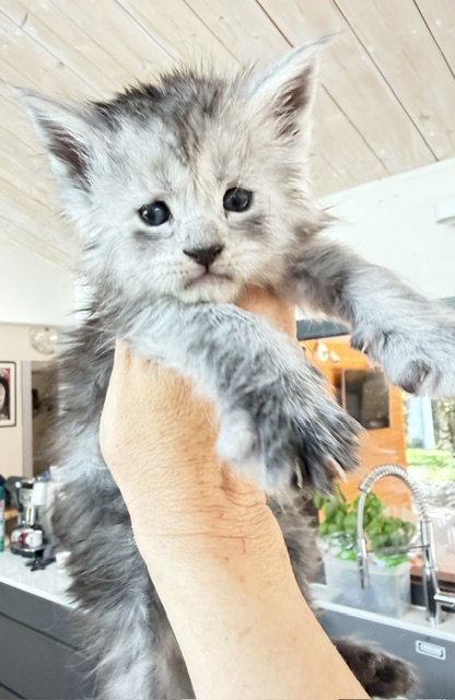 B'Nebulla  Chatterie MAKATEA Maine Coon