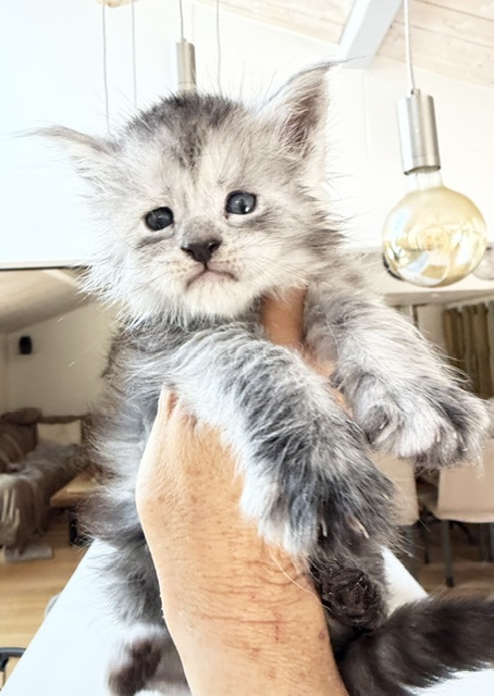 B'Nebulla  Chatterie MAKATEA Maine Coon