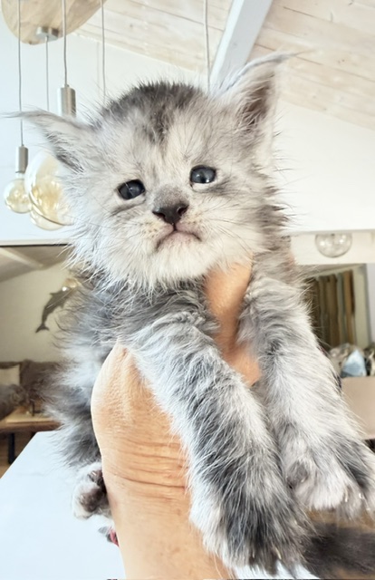 B'Nebulla  Chatterie MAKATEA Maine Coon