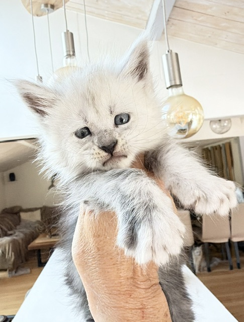 Bella Chatterie MAKATEA Maine Coon