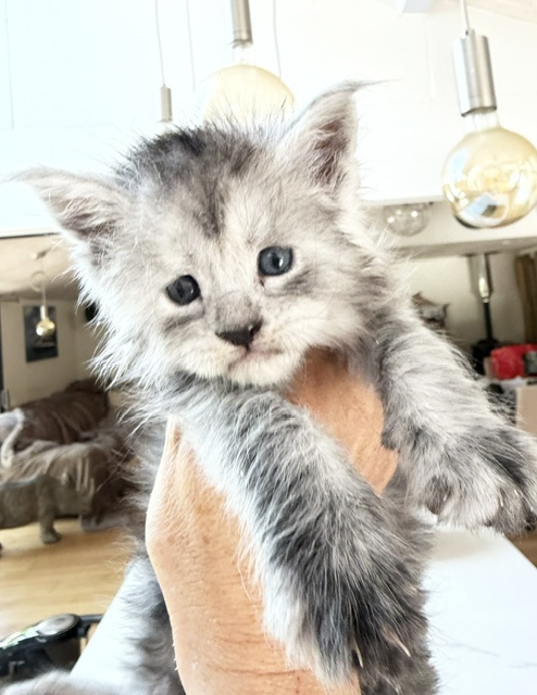 B'Nebulla  Chatterie MAKATEA Maine Coon