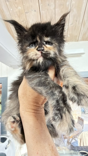 Berry Honeybee Chatterie MAKATEA Maine Coon