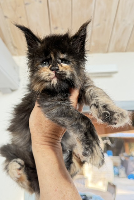 Berry Honeybee Chatterie MAKATEA Maine Coon