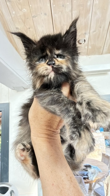 Berry Honeybee Femelle Maine coon née le 12/06/2026. En observation Chatterie Maine coon Makatea