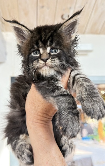 Buddy Bear  Chatterie MAKATEA Maine Coon