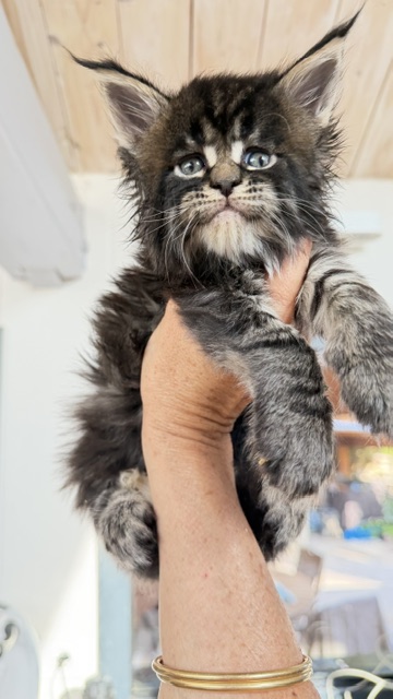 Buddy Bear  Chatterie MAKATEA Maine Coon
