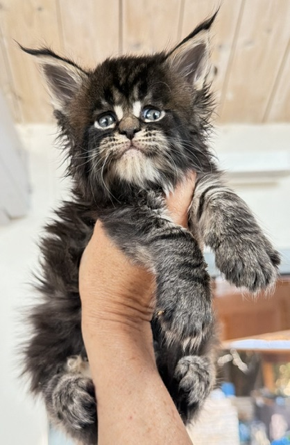 Buddy Bear  Chatterie MAKATEA Maine Coon