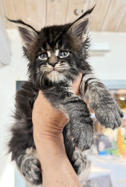 Buddy Bear  Chatterie MAKATEA Maine Coon