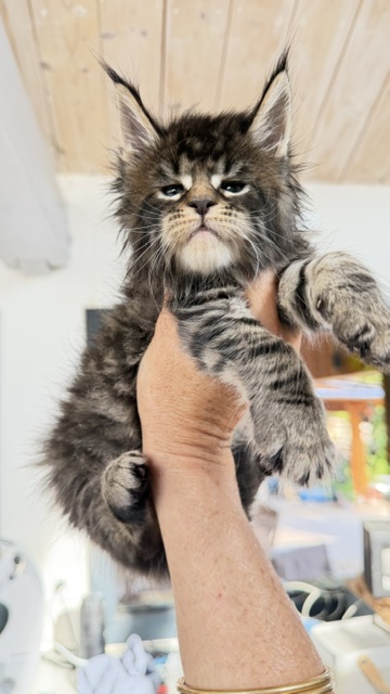 Buttercup Dream Mâle Maine coon né le 12/06/2026. Disponible à l'adoption Chatterie Maine coon Makatea