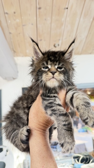 Buttercup Dream  Chatterie MAKATEA Maine Coon