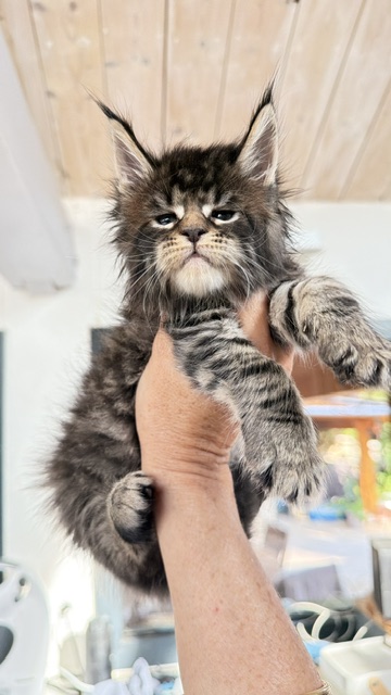 Buttercup Dream  Chatterie MAKATEA Maine Coon