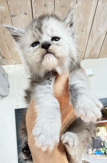 Banquise Chantilly Chatterie MAKATEA Maine Coon