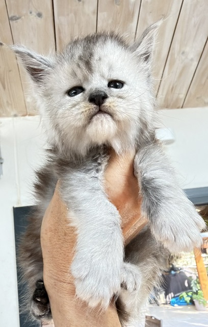 Banquise Chantilly Chatterie MAKATEA Maine Coon
