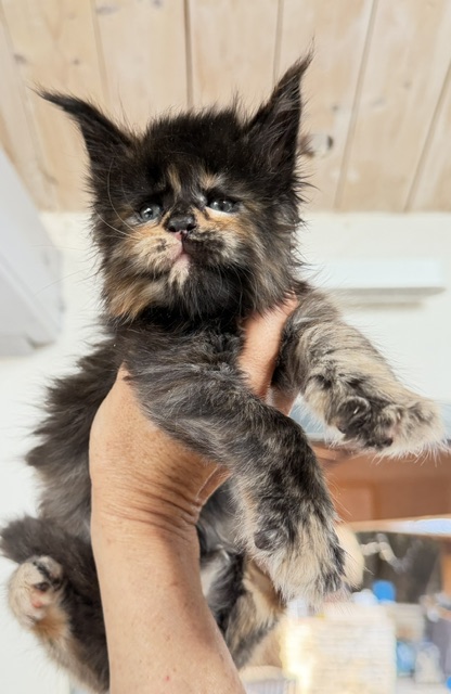 Berry Honeybee Chatterie MAKATEA Maine Coon