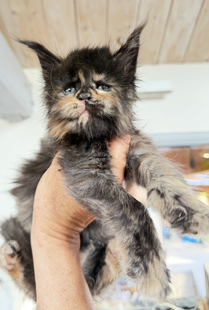Berry Honeybee Chatterie MAKATEA Maine Coon