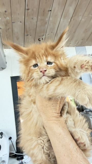 Big Red Chatterie MAKATEA Maine Coon