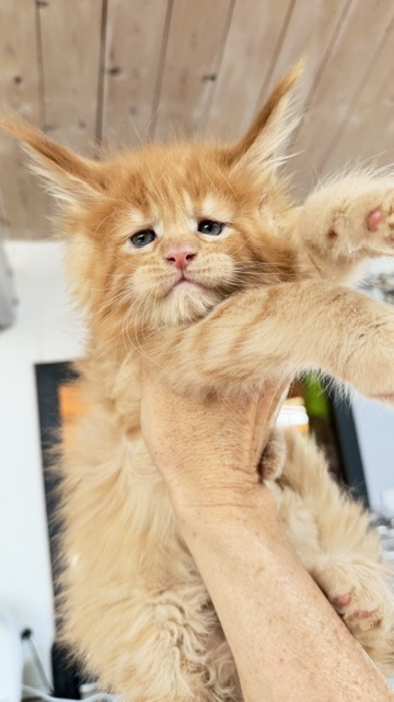 Big Red Chatterie MAKATEA Maine Coon