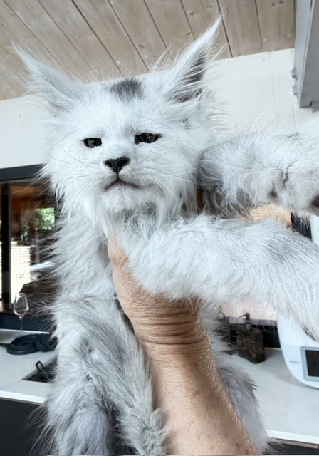 Billabong Chatterie MAKATEA Maine Coon