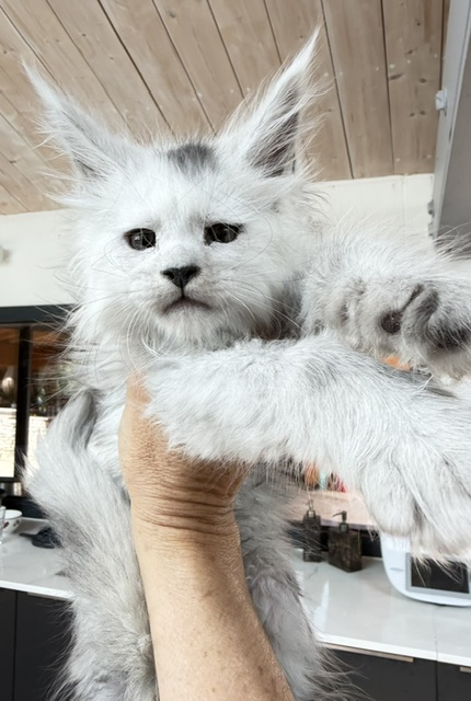 Billabong Chatterie MAKATEA Maine Coon
