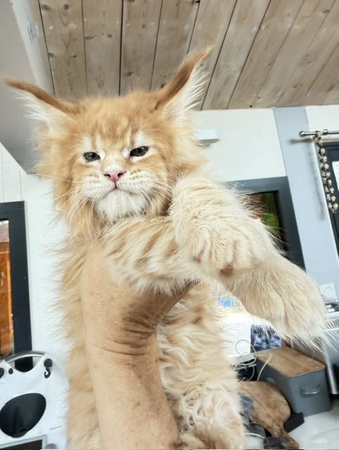 Big Biscuit Chatterie MAKATEA Maine Coon