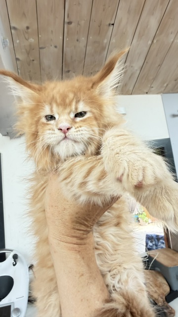 Big Biscuit Chatterie MAKATEA Maine Coon