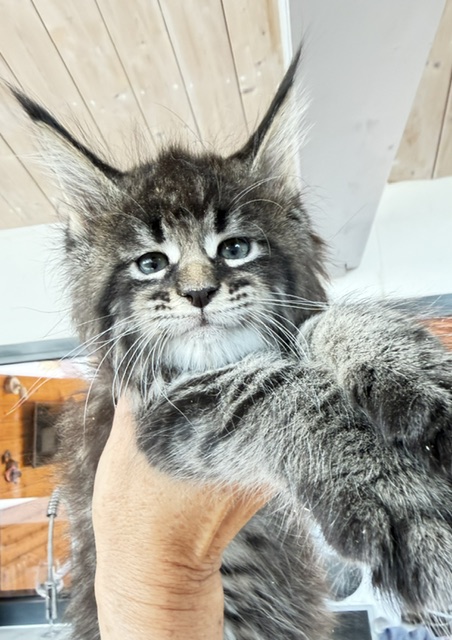 Boston Blaze Chatterie MAKATEA Maine Coon