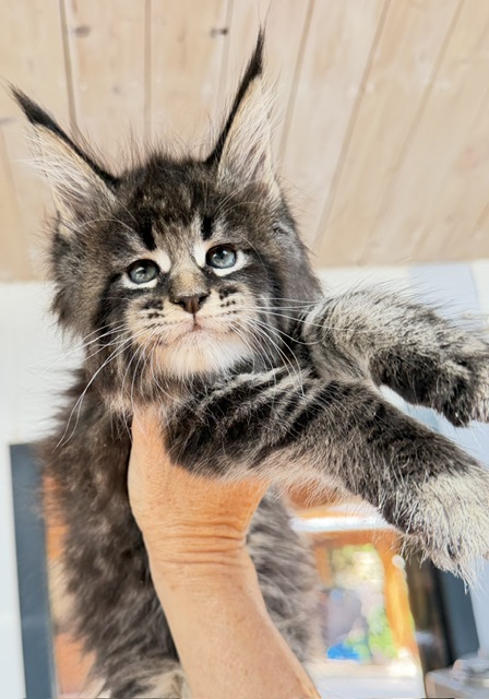 Boston Blaze Mâle Maine coon né le 03/06/2026.     Chatterie Maine coon Makatea