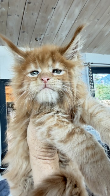 Bourbon Sunrise Chatterie MAKATEA Maine Coon