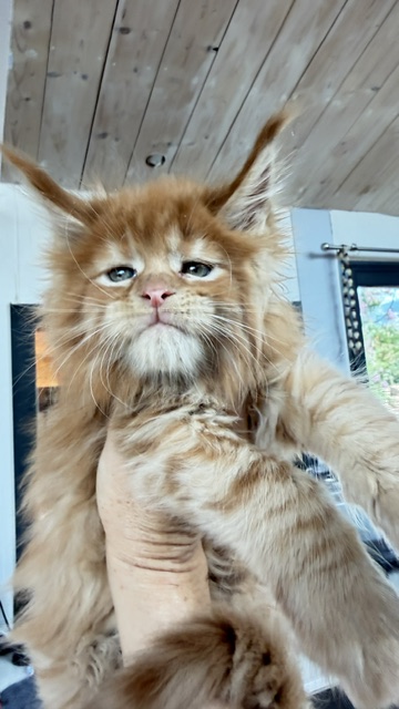 Bourbon Sunrise Chatterie MAKATEA Maine Coon