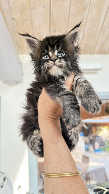 Buddy Bear  Chatterie MAKATEA Maine Coon