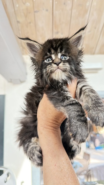 Buddy Bear  Chatterie MAKATEA Maine Coon