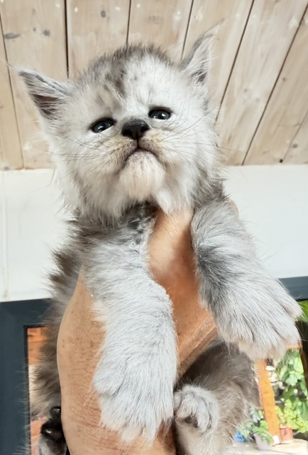 Banquise Chantilly Chatterie MAKATEA Maine Coon