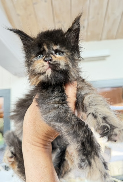 Berry Honeybee Chatterie MAKATEA Maine Coon