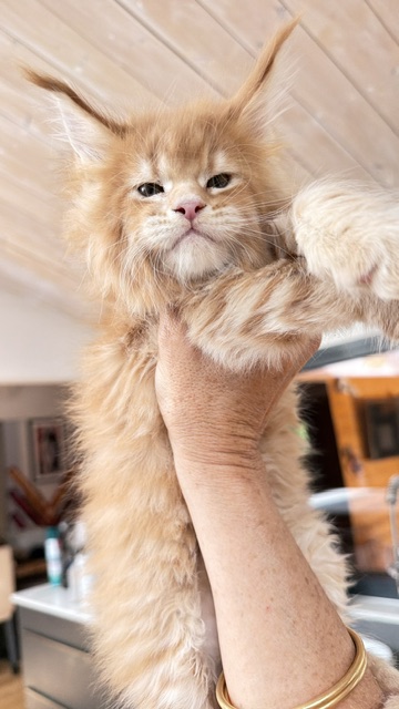 Big Biscuit Chatterie MAKATEA Maine Coon