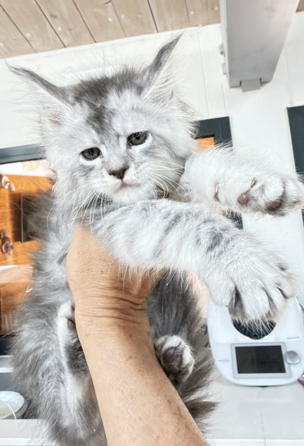 Blue Ocean Chatterie MAKATEA Maine Coon