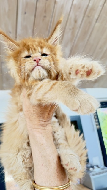 Big Red Chatterie MAKATEA Maine Coon