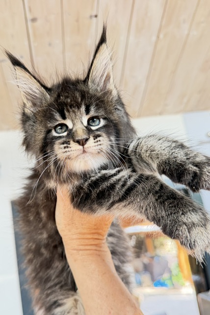 Boston Blaze Chatterie MAKATEA Maine Coon