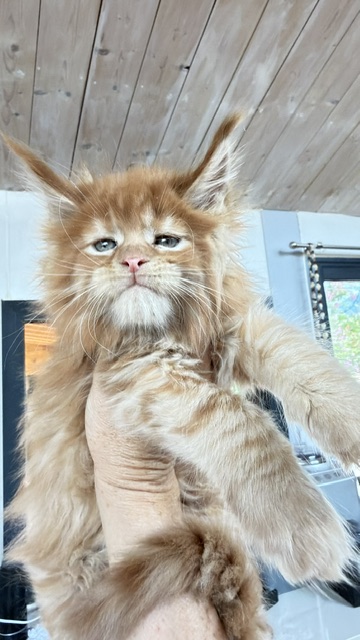 Bourbon Sunrise Chatterie MAKATEA Maine Coon
