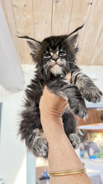 Buddy Bear  Chatterie MAKATEA Maine Coon