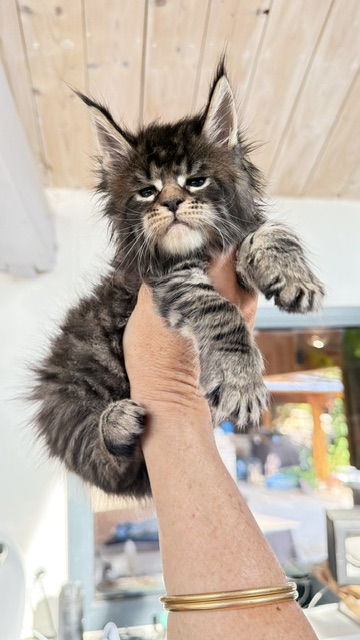 Buttercup Dream  Chatterie MAKATEA Maine Coon