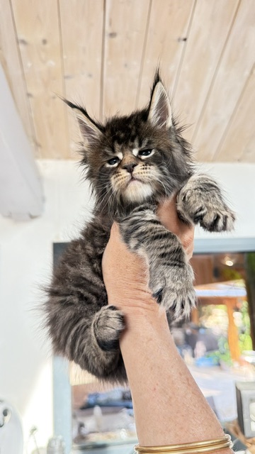 Buttercup Dream  Chatterie MAKATEA Maine Coon