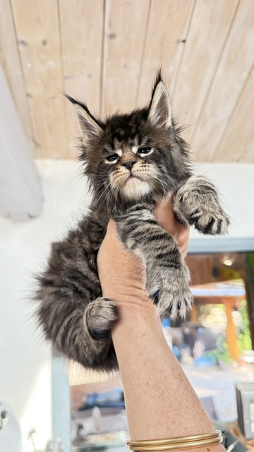 Buttercup Dream  Chatterie MAKATEA Maine Coon