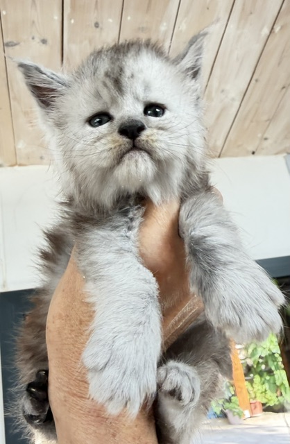 Banquise Chantilly Chatterie MAKATEA Maine Coon