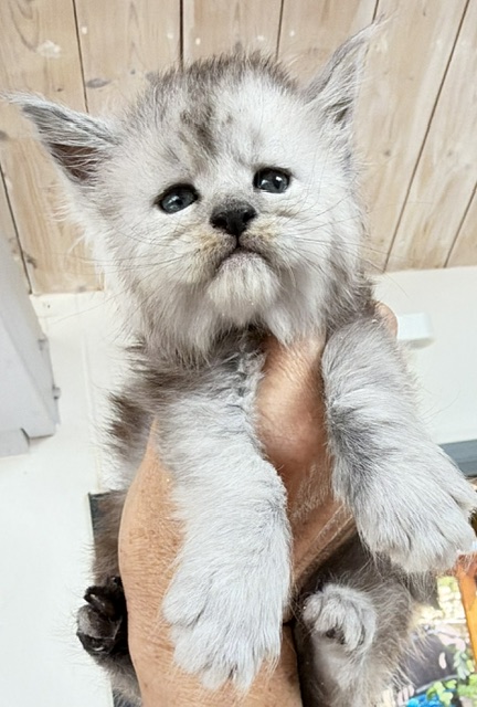 Banquise Chantilly Chatterie MAKATEA Maine Coon