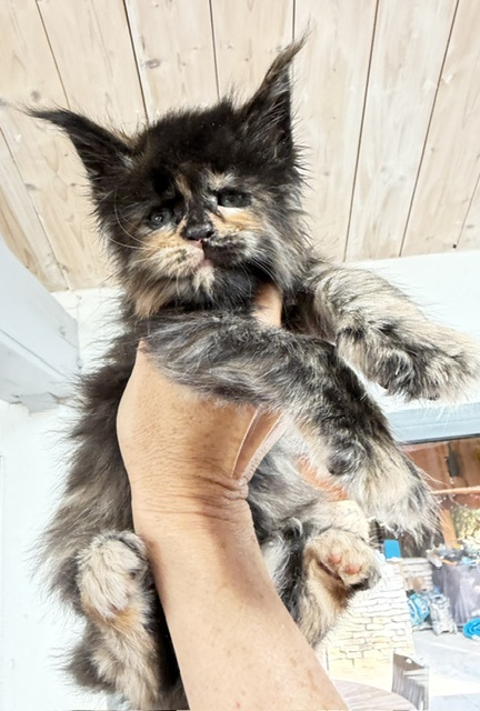 Berry Honeybee Chatterie MAKATEA Maine Coon