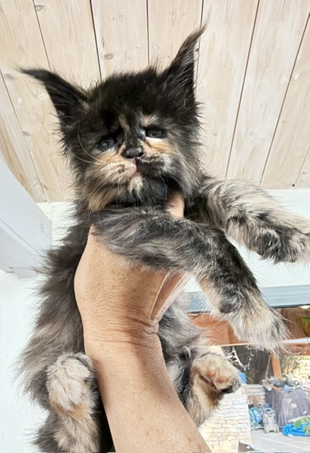 Berry Honeybee Chatterie MAKATEA Maine Coon