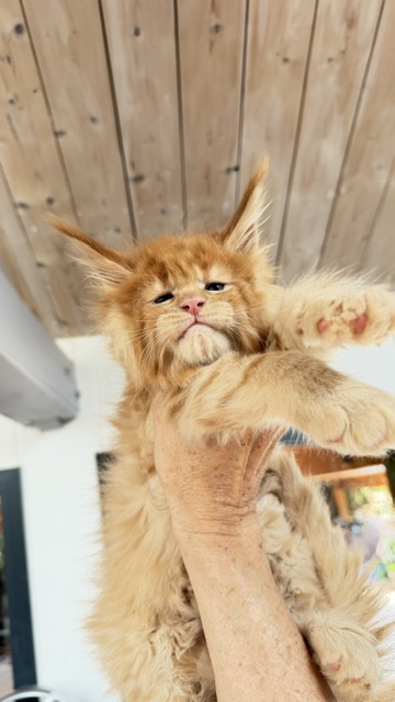 Big Red Chatterie MAKATEA Maine Coon