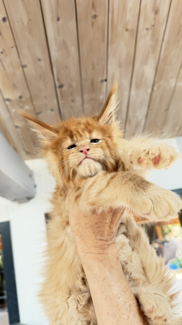 Big Red Chatterie MAKATEA Maine Coon