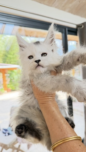Billabong Chatterie MAKATEA Maine Coon